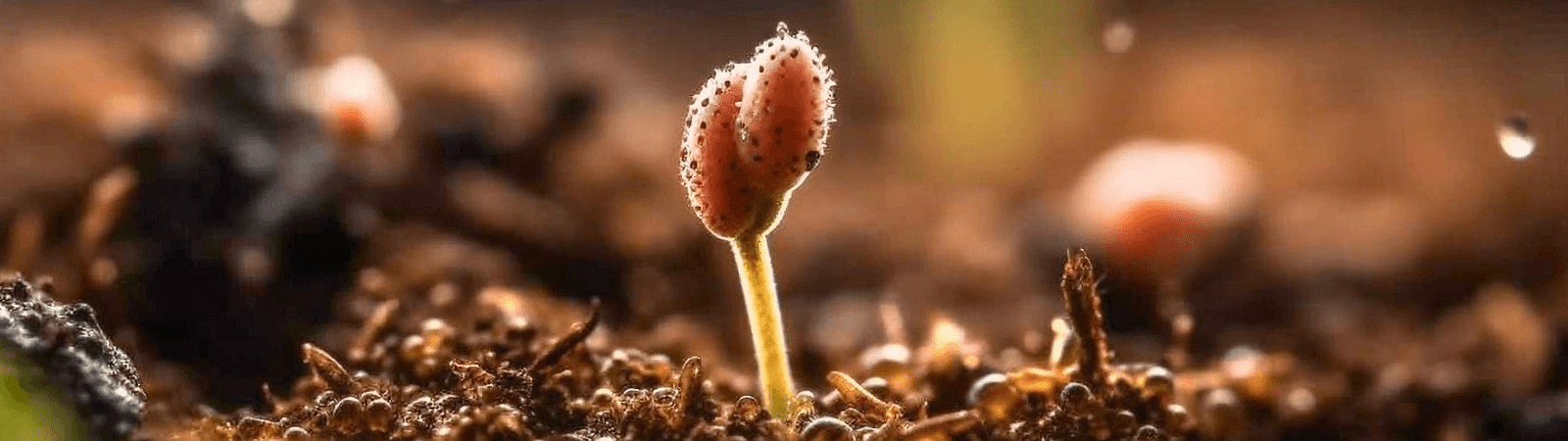 Germinação de sementes: Aprenda o errado para fazer o certo